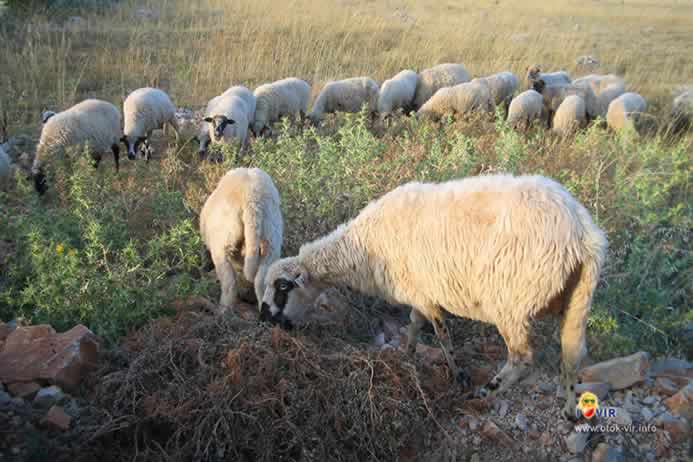 Ovce na pašnjaku