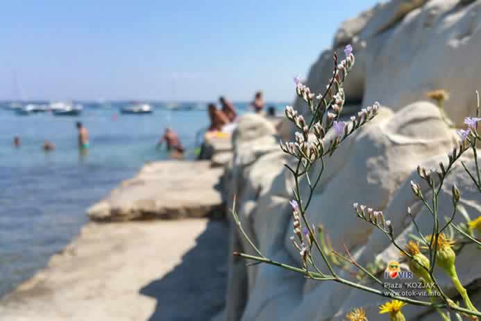 Cvjet u kamenu poput brusa uz obalu plaže Kozjak